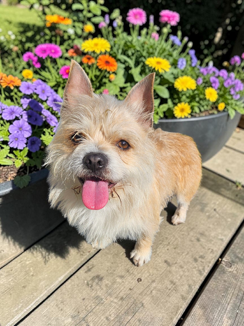 Brownie, an adoptable Soft-Coated Wheaten Terrier in McKinney, TX