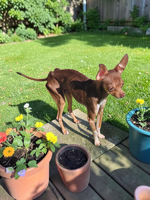 Dewey, an adoptable Chihuahua in McKinney, TX