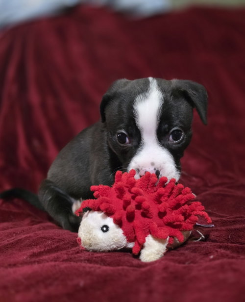Bluebonnet, an adoptable Boxer in McKinney, TX