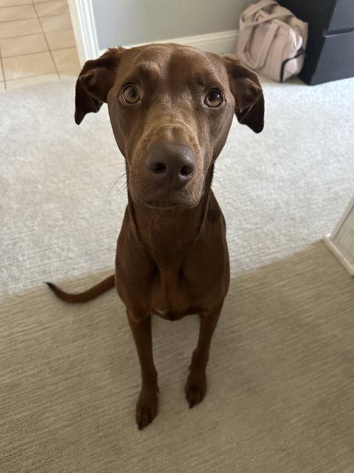 Duck, an adoptable Hound in McKinney, TX