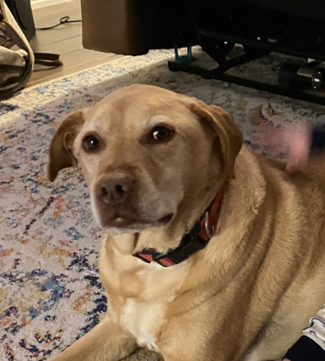 Piper