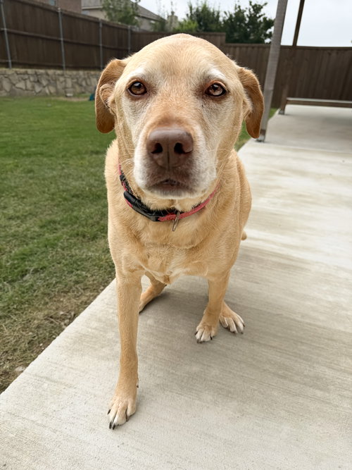Piper, an adoptable Labrador Retriever in McKinney, TX