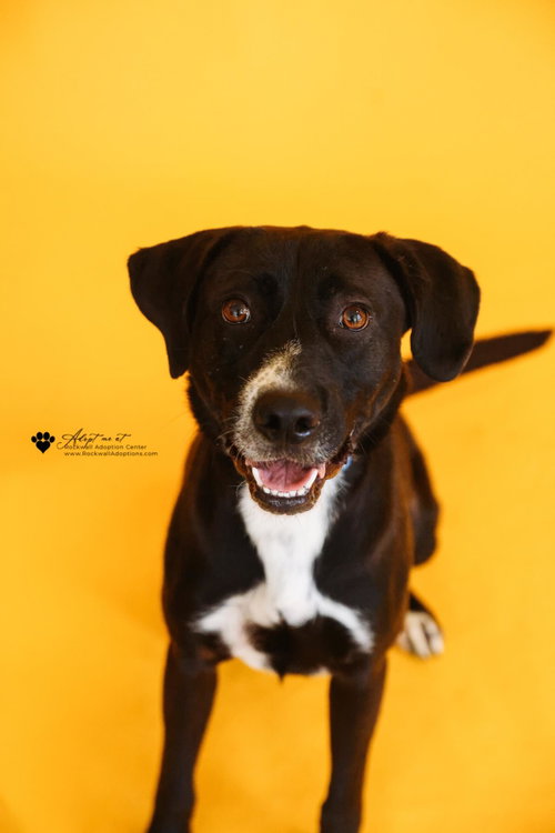 Popeye, an adoptable Labrador Retriever in McKinney, TX
