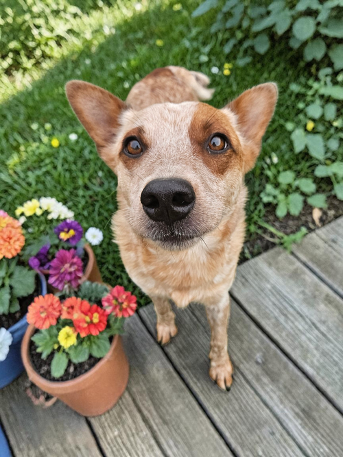 JACKIE - Red Heeler available for adoption