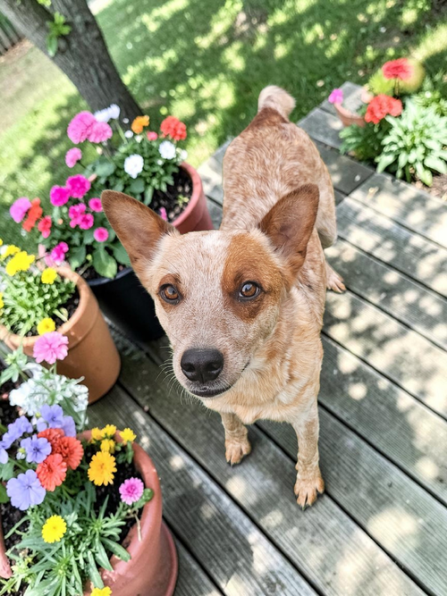 JACKIE - Red Heeler available for adoption