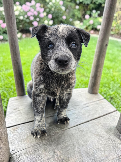 CAROLYN - Australian Cattle Dog/Blue Heeler / Red Heeler available for adoption