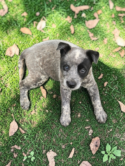 Carolyn, an adoptable Australian Cattle Dog in McKinney, TX