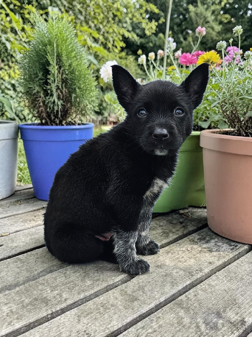 CAROLINE - Australian Cattle Dog/Blue Heeler / Red Heeler available for adoption