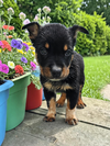Jack - Photo 6
