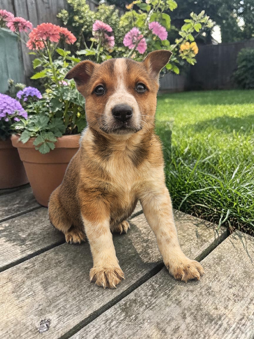 JFK JR - Red Heeler / Australian Cattle Dog/Blue Heeler available for adoption