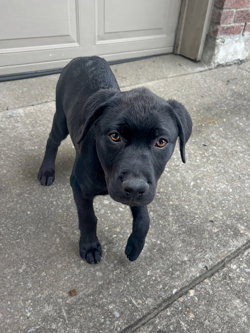 Vanta, an adoptable Rottweiler in McKinney, TX
