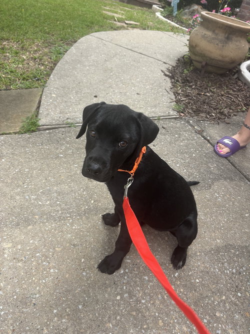 Nova, an adoptable Rottweiler in McKinney, TX