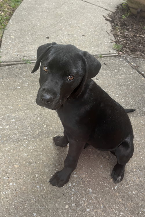 Nova, an adoptable Rottweiler in McKinney, TX
