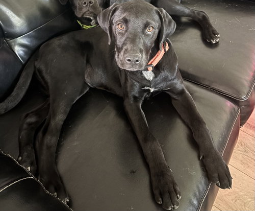 Nova