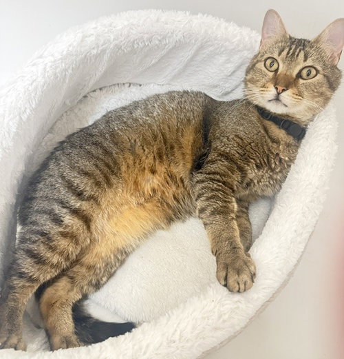 Walter, an adoptable Domestic Short Hair in McKinney, TX