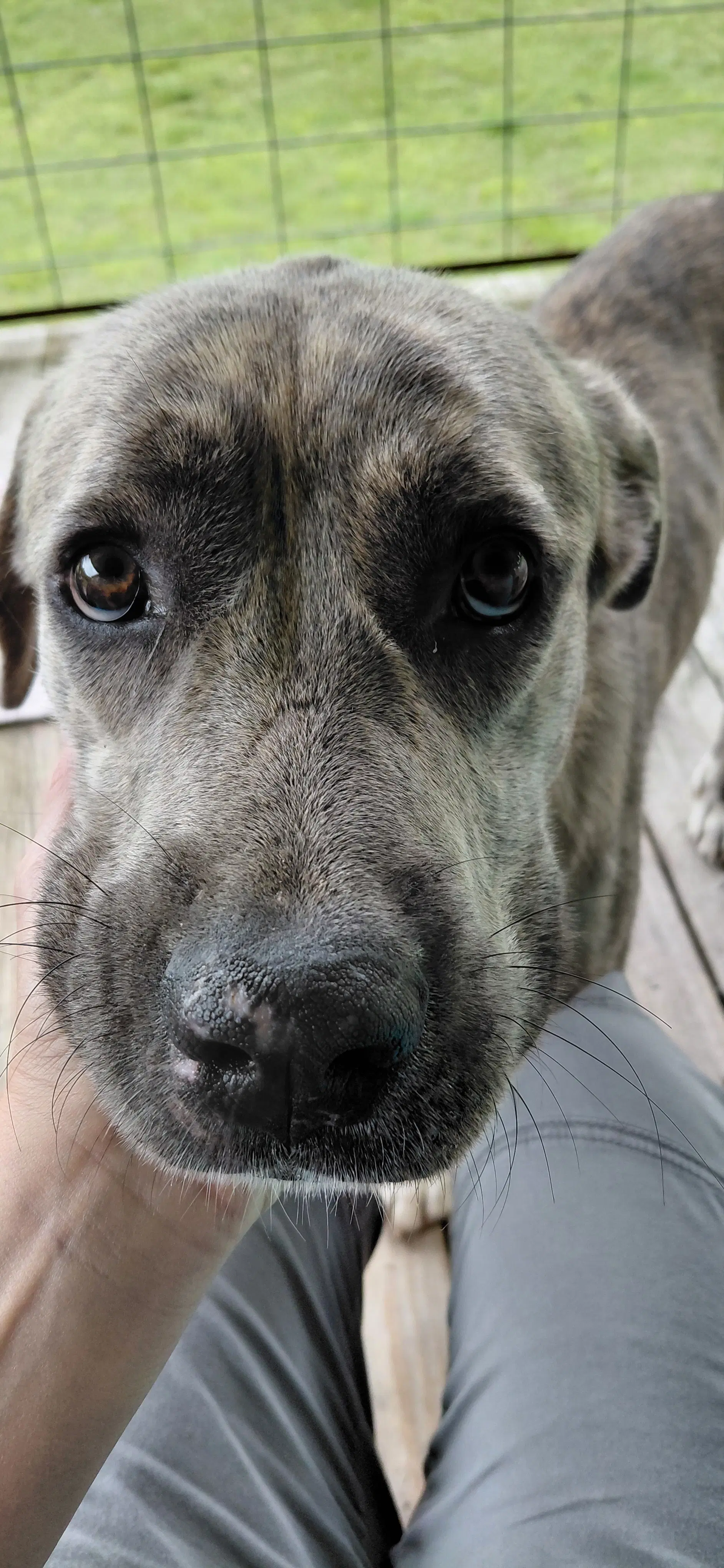 Sharon - Plott Hound