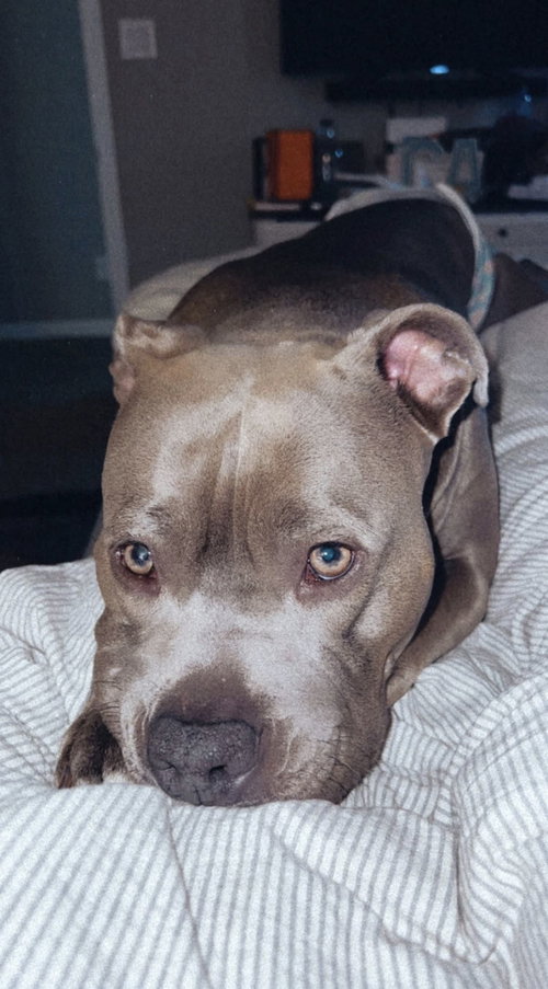 Marley photo 4