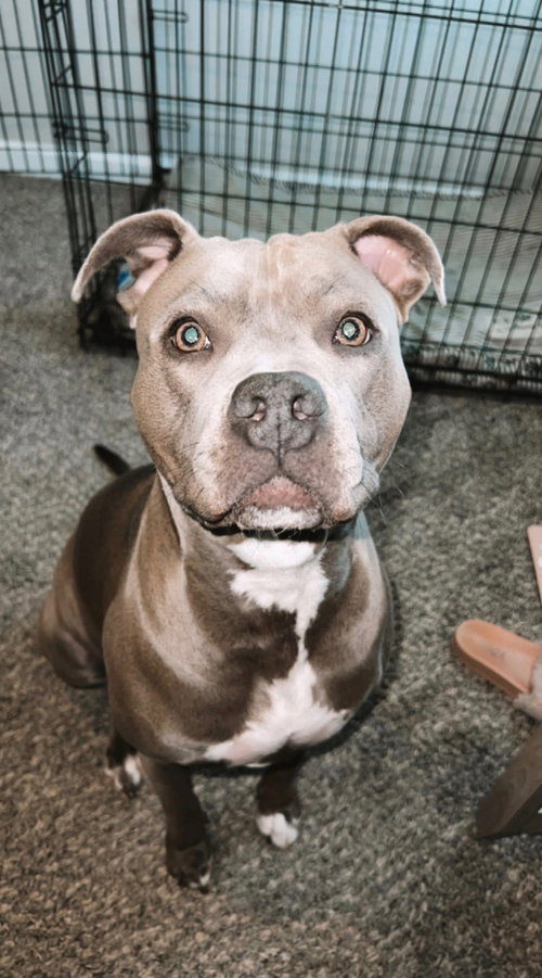 Marley, an adoptable American Pit Bull Terrier in McKinney, TX