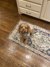 Luka - Photo 2