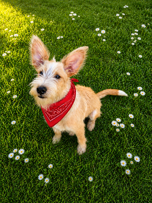 Kodak, an adoptable Australian Cattle Dog in McKinney, TX
