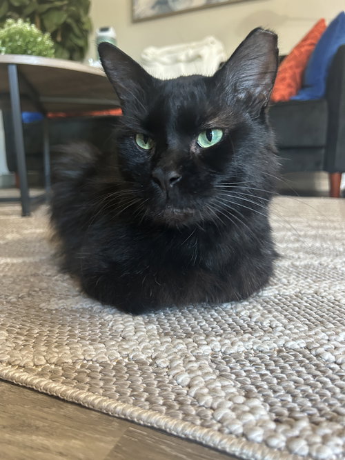 Paul, Adult Domestic Medium Hair, cat for adoption in The Colony, Texas