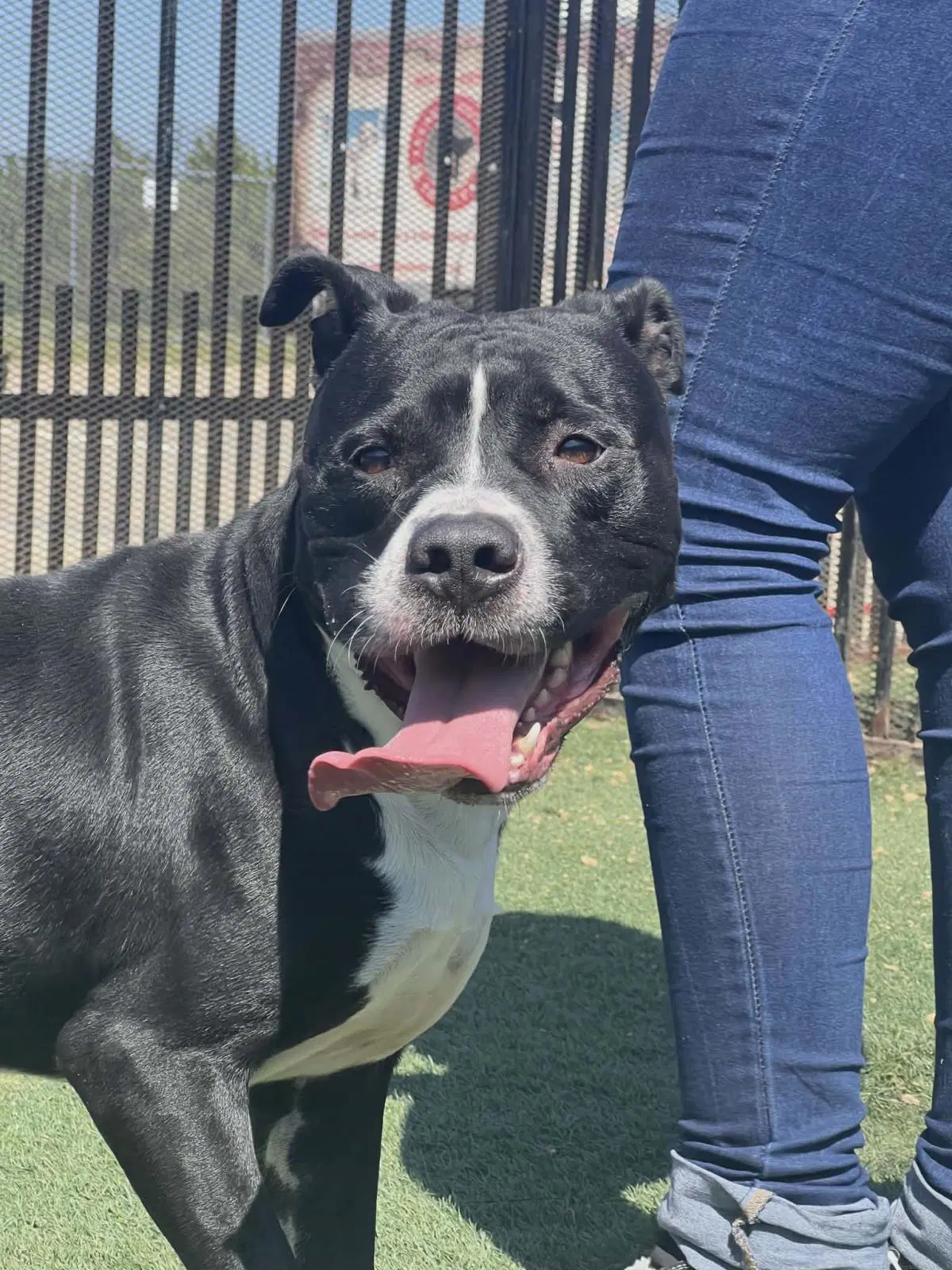 Titus - American Pit Bull Terrier