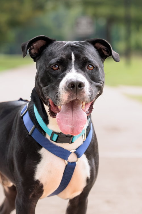 Titus, an adoptable American Pit Bull Terrier in McKinney, TX