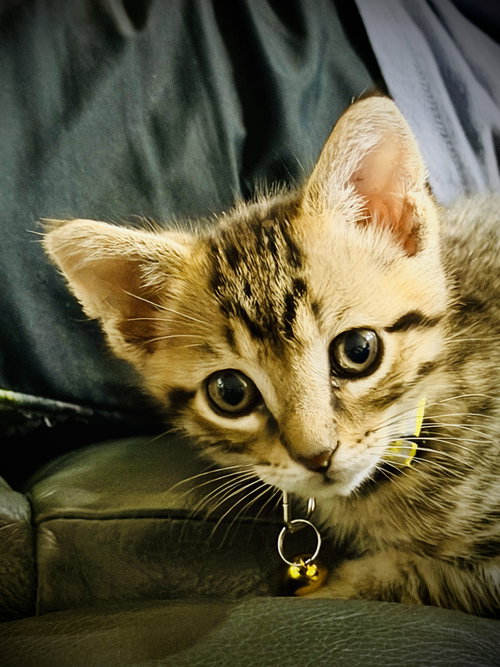 Elvis, Baby Domestic Medium Hair (medium coat), cat for adoption in The Colony, Texas