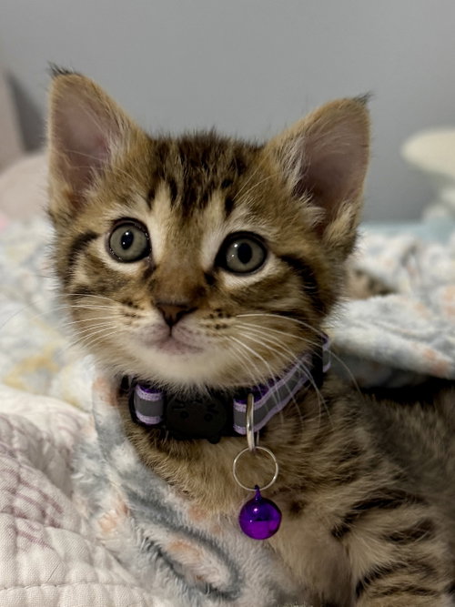 Elise, Baby Domestic Medium Hair (medium coat), cat for adoption in The Colony, Texas