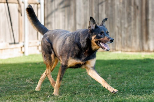 Marley photo 7