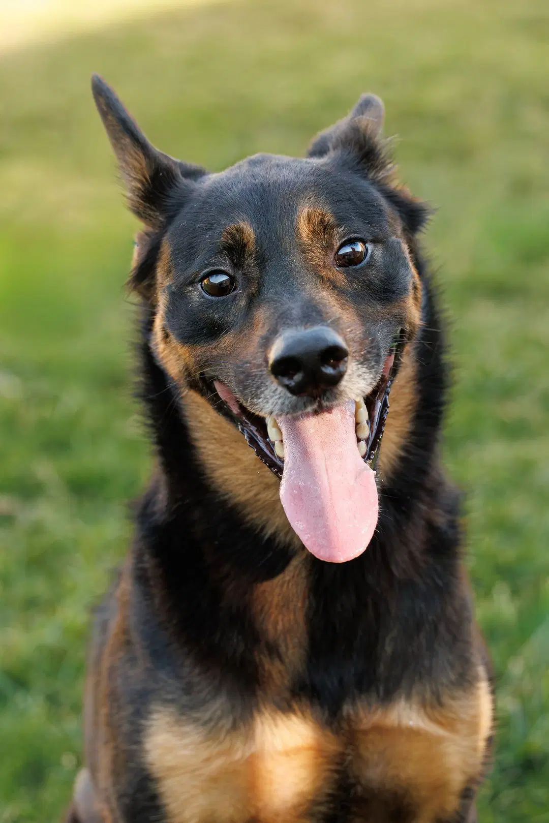 Marley image 3