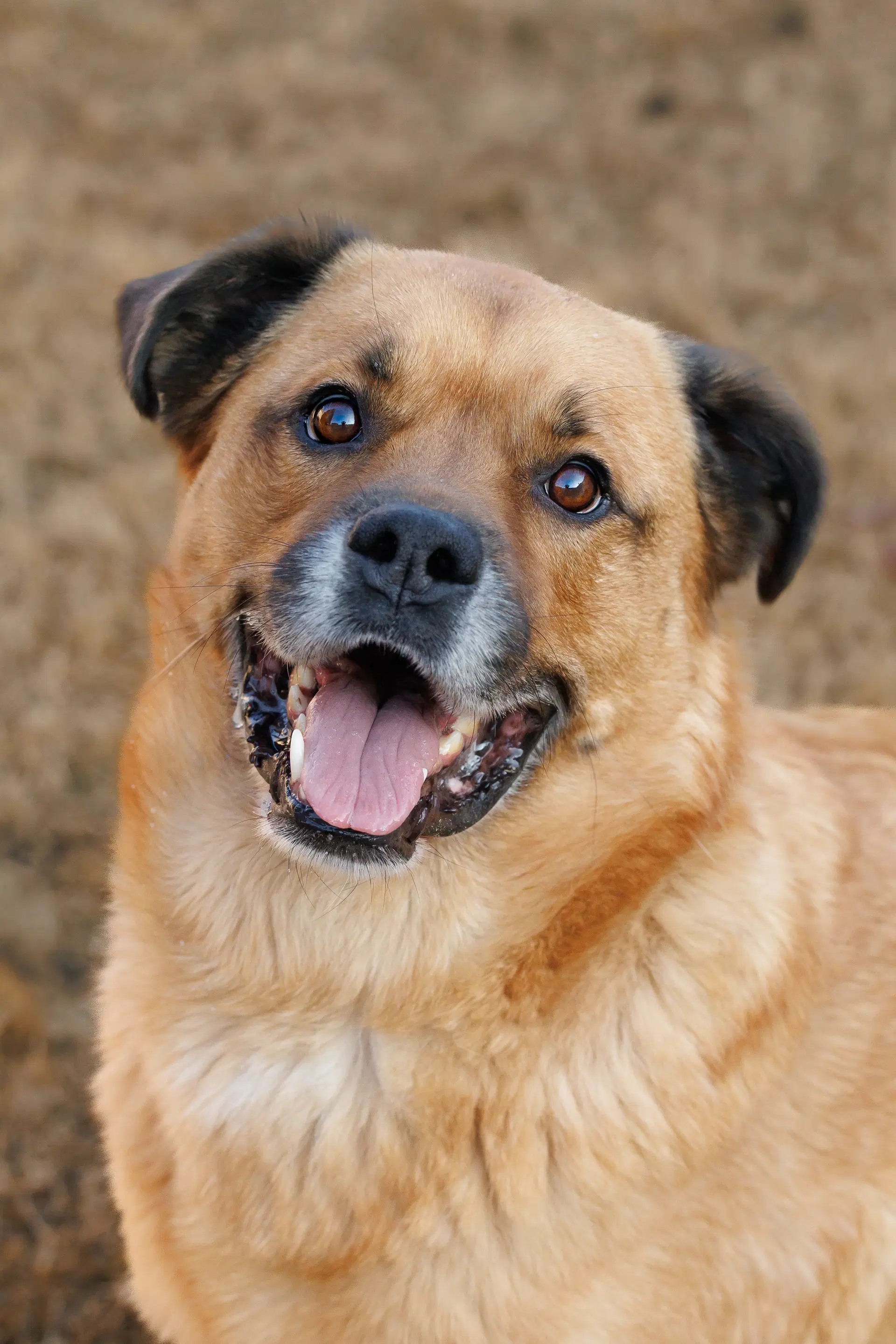 Mason - Golden Retriever