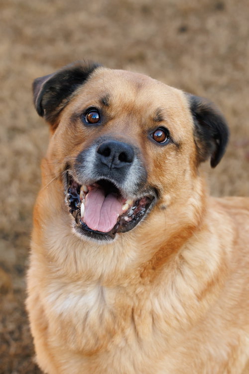 Mason, an adoptable Golden Retriever in McKinney, TX