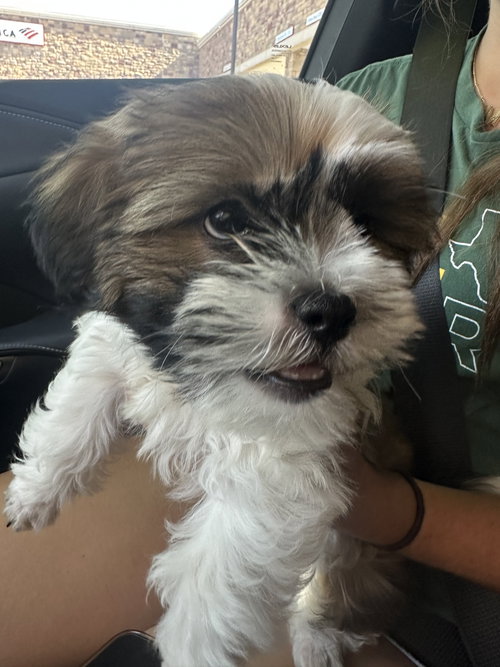 Milo, an adoptable Shih Tzu in McKinney, TX