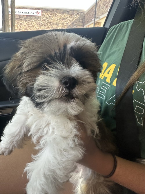 Milo
