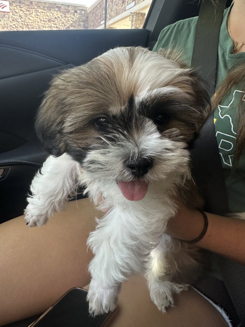 Milo photo 3