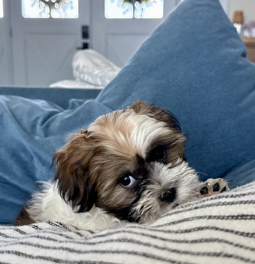 Milo photo 4