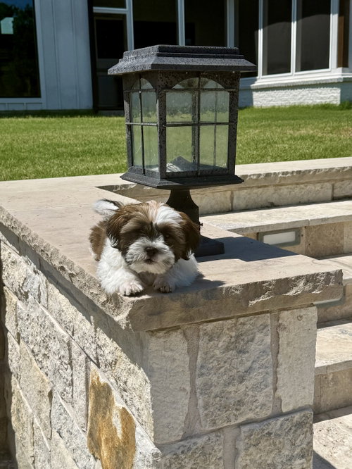 Milo photo 5