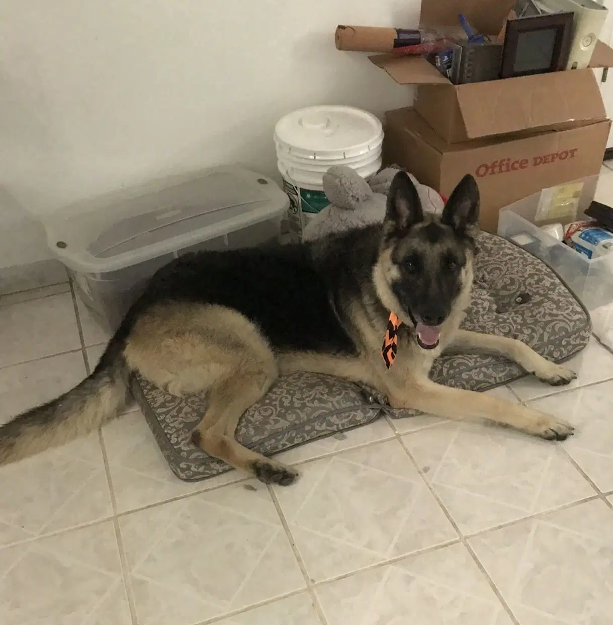 Max - German Shepherd Dog