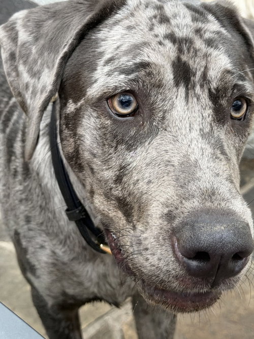 Boudreaux