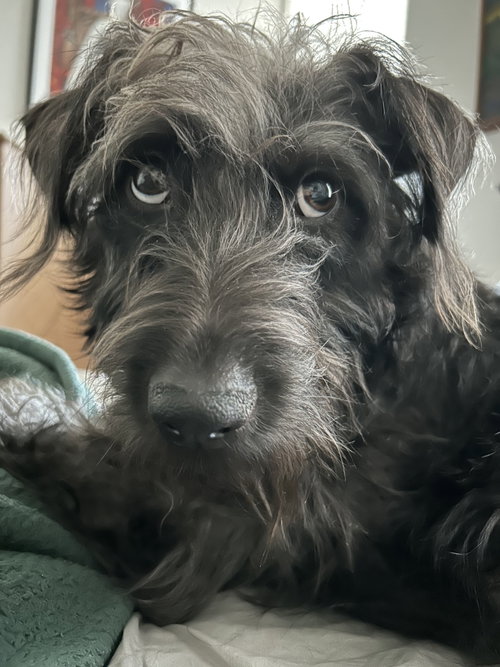 Dolly