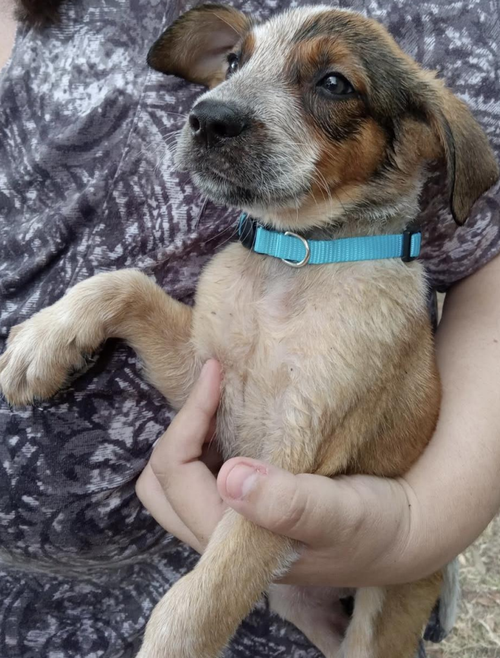 Zeus