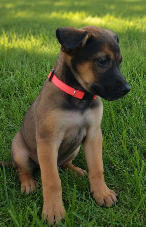 Sadie