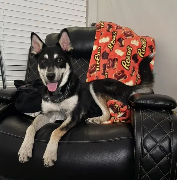Beef - Husky