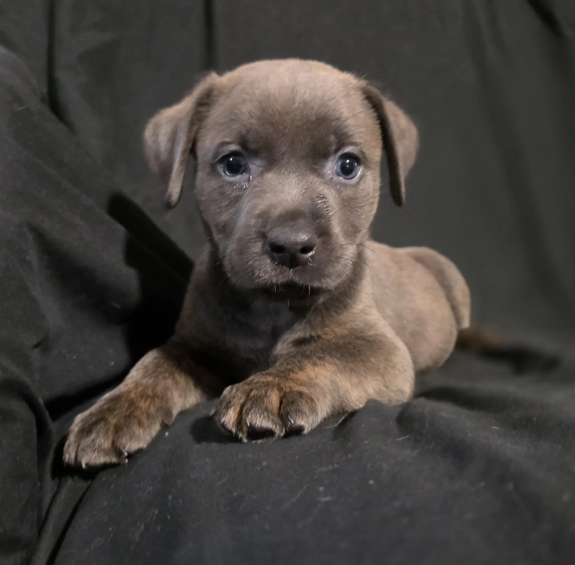 Dawn - Labrador Retriever
