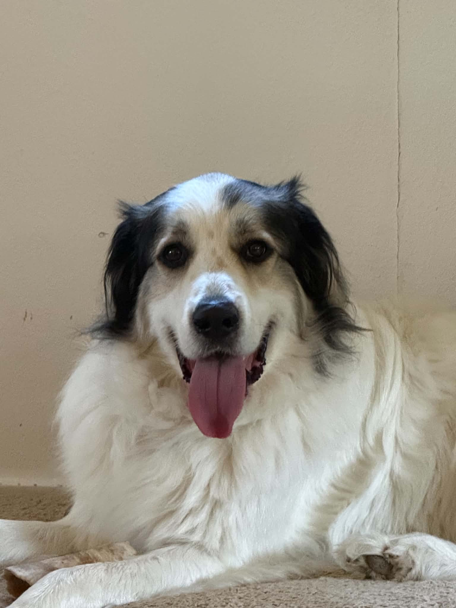 Frankie - Great Pyrenees
