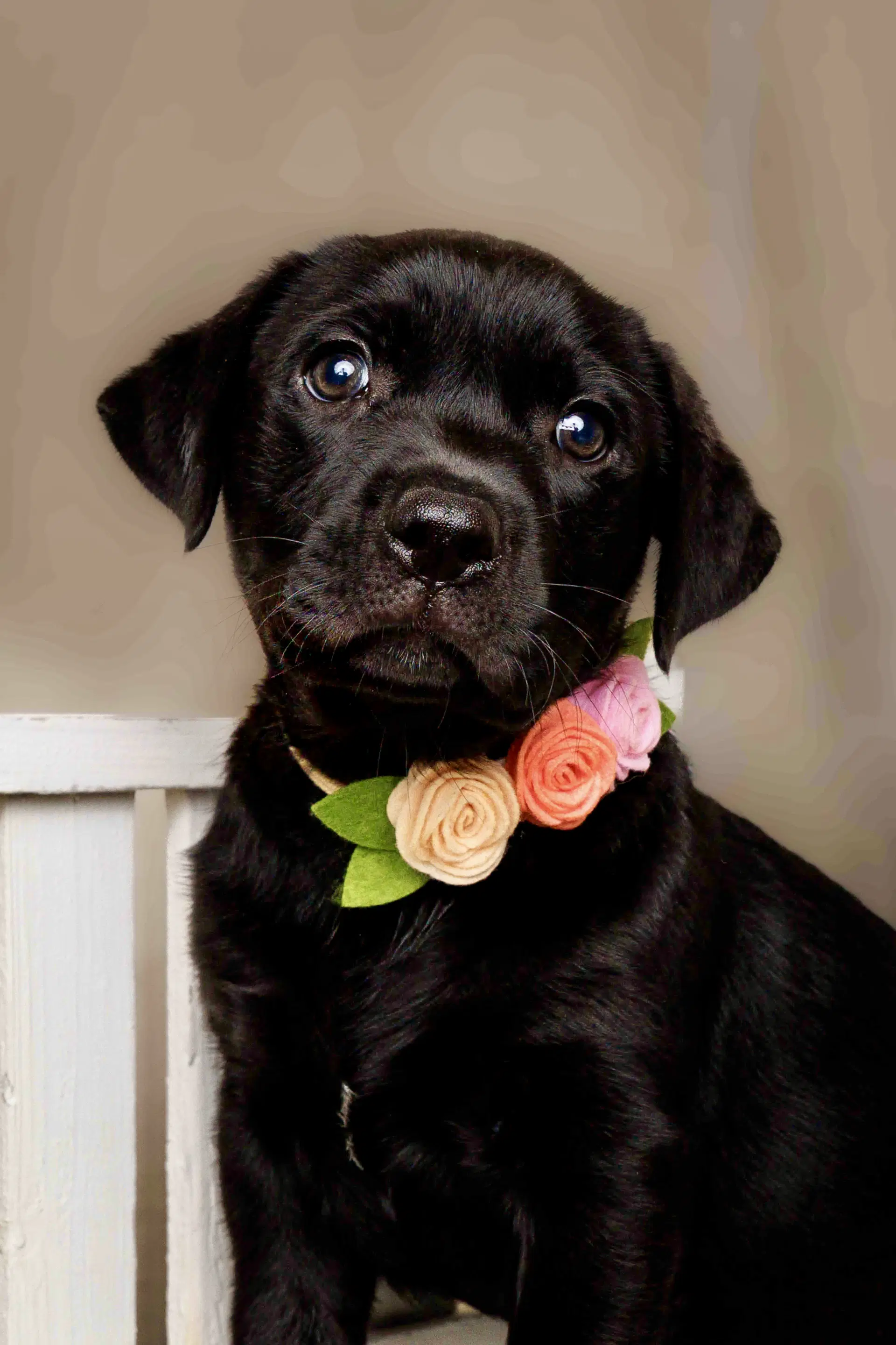 Cordelia - Labrador Retriever