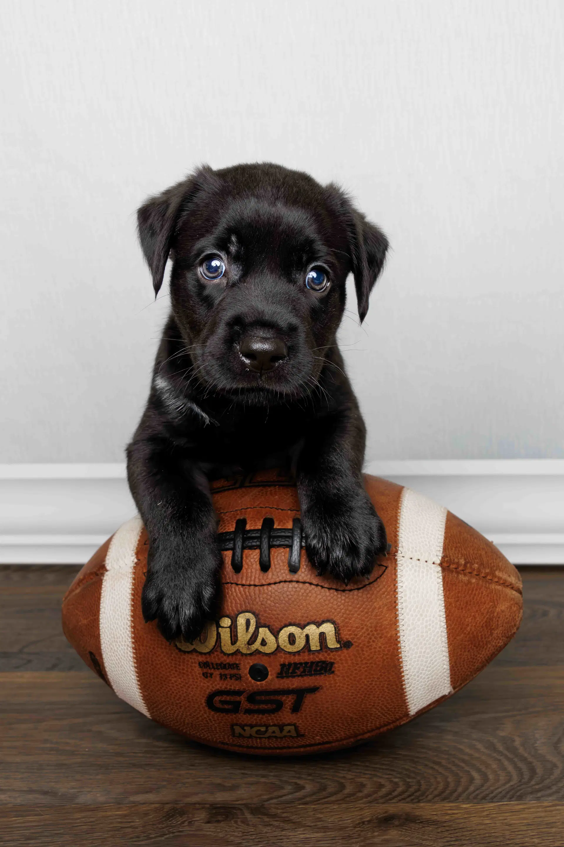Wesley - Labrador Retriever
