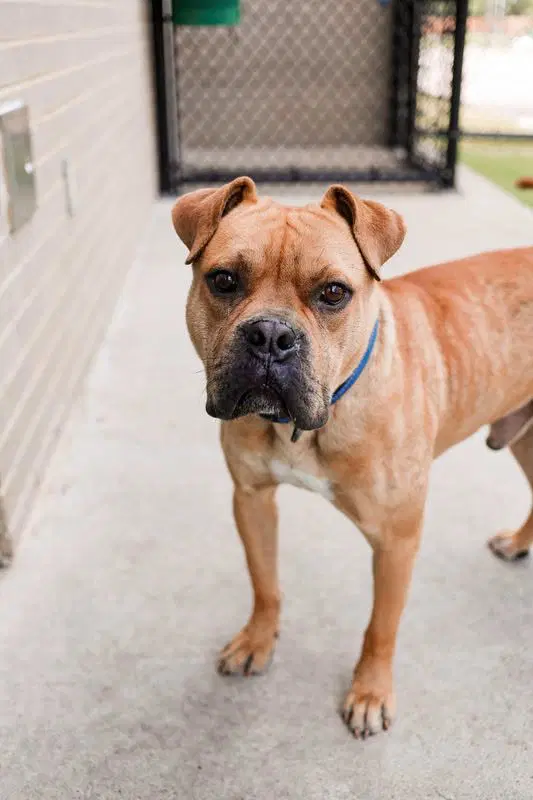 Buster - Boxer