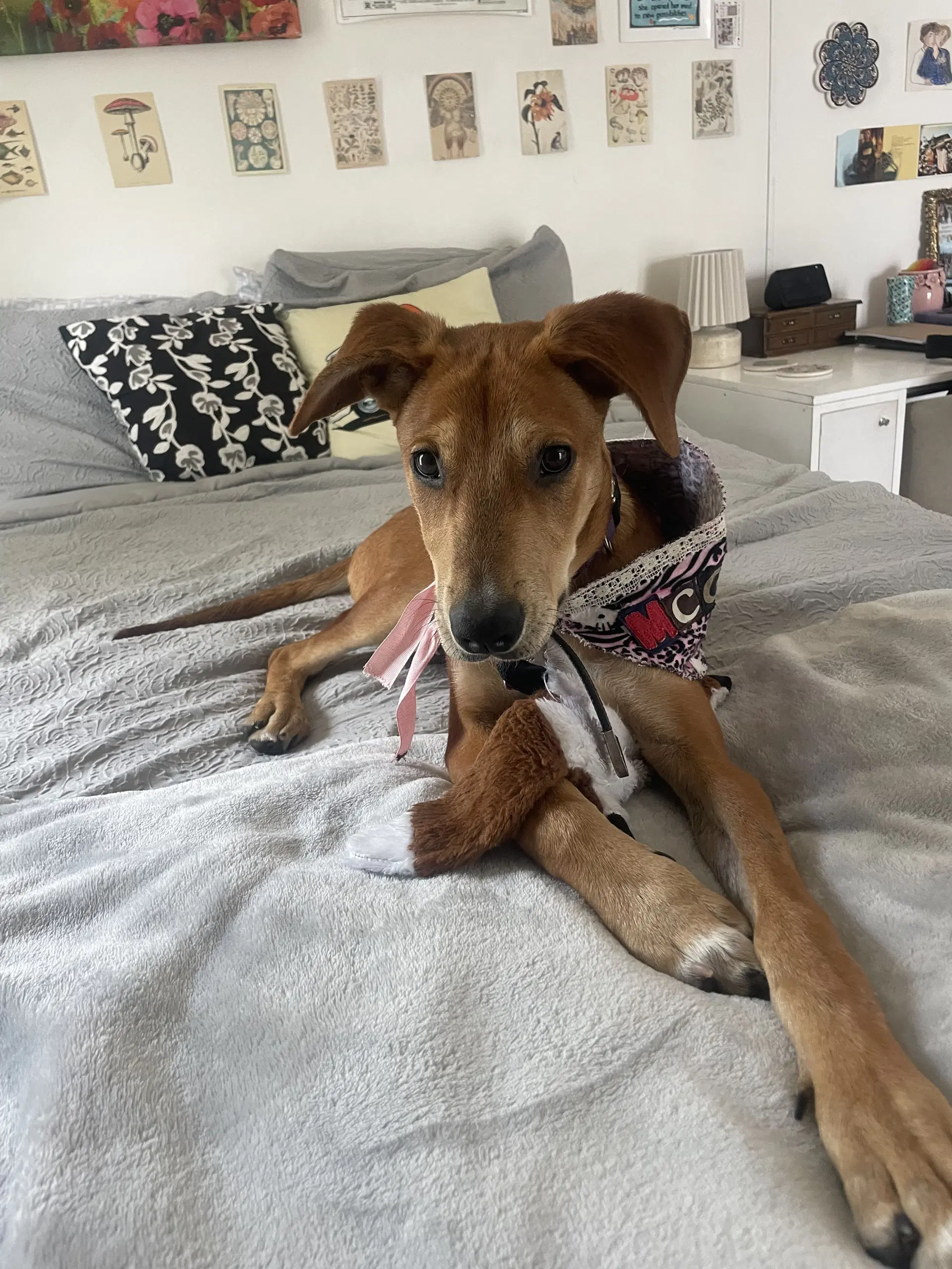 Mickey - Hound